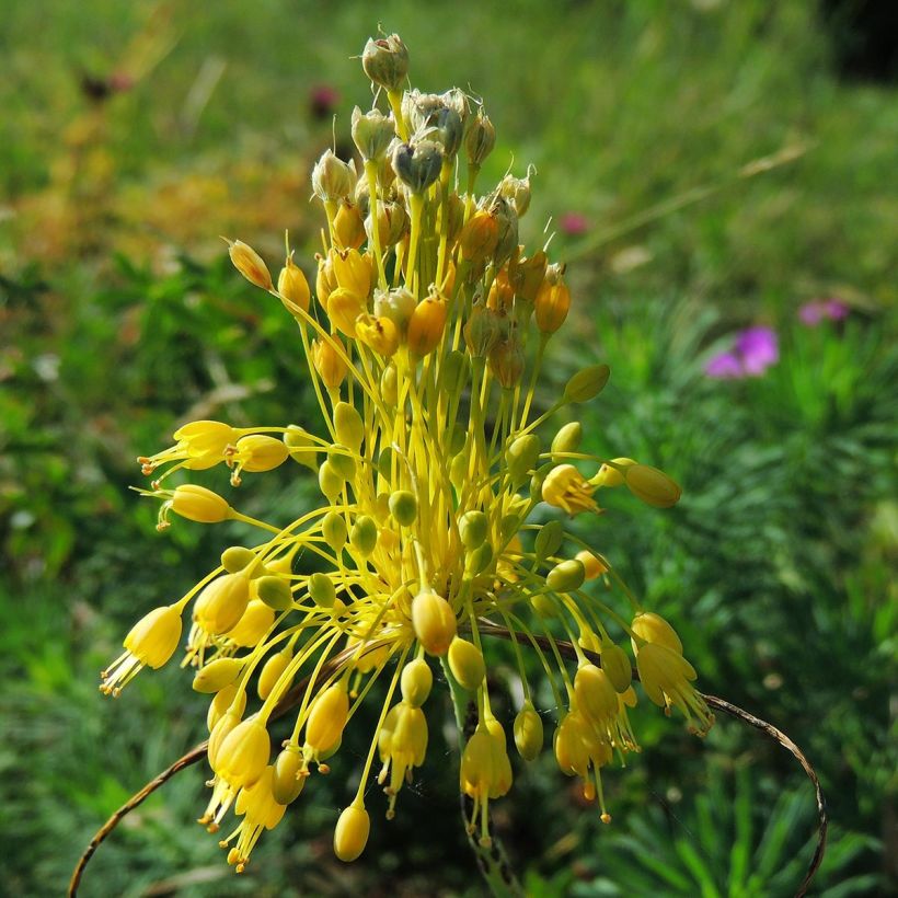 Rikkilaukka - Allium flavum subsp. flavum (Kukinta)