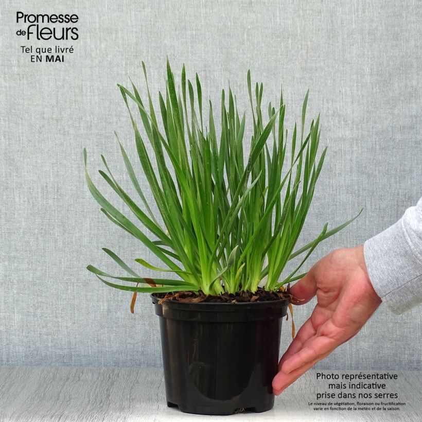 Example of Laukka Millenium Pot de 2L/3L as you get in printemps