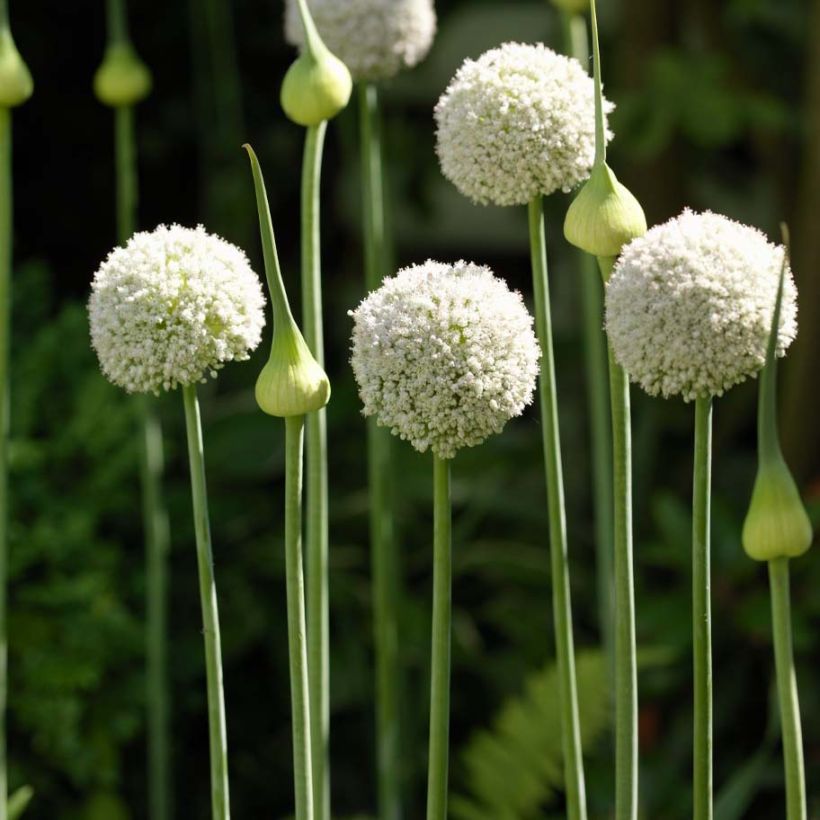 Kesäpurjo White Cloud (Kasvutapa)