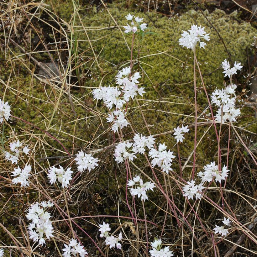 Laukka Graceful - Allium amplectens (Kasvutapa)