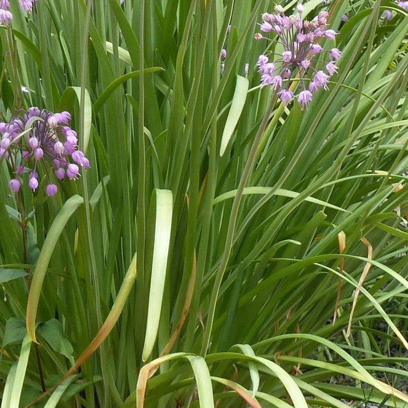 Nuokkulaukka - Allium cernuum (Lehvistö)
