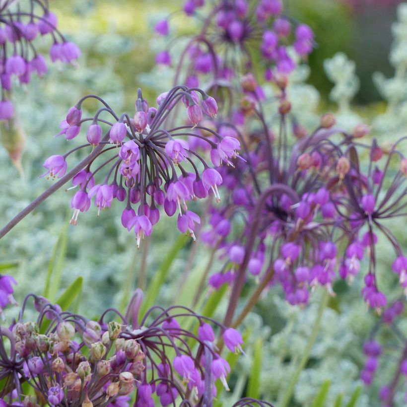 Nuokkulaukka - Allium cernuum (Kukinta)