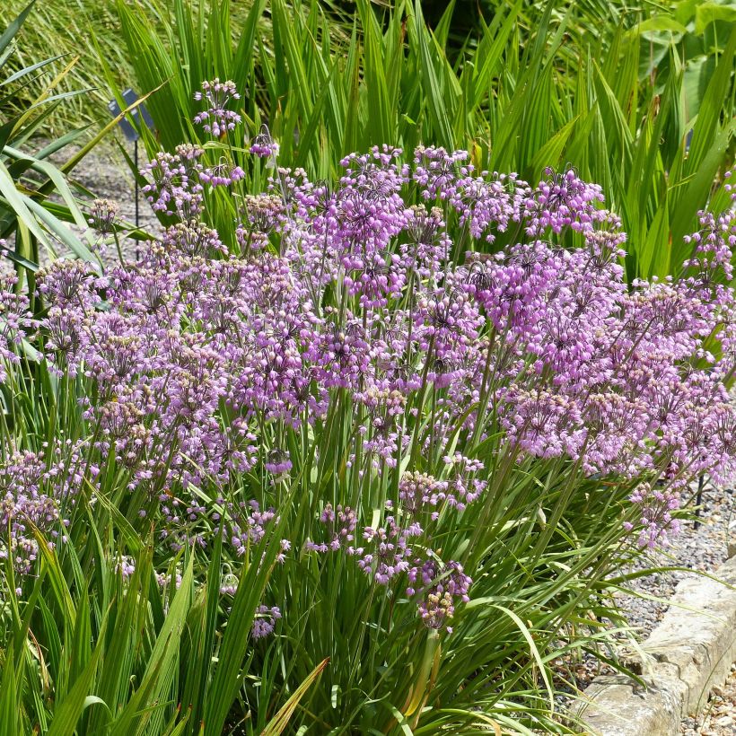 Nuokkulaukka - Allium cernuum (Kasvutapa)