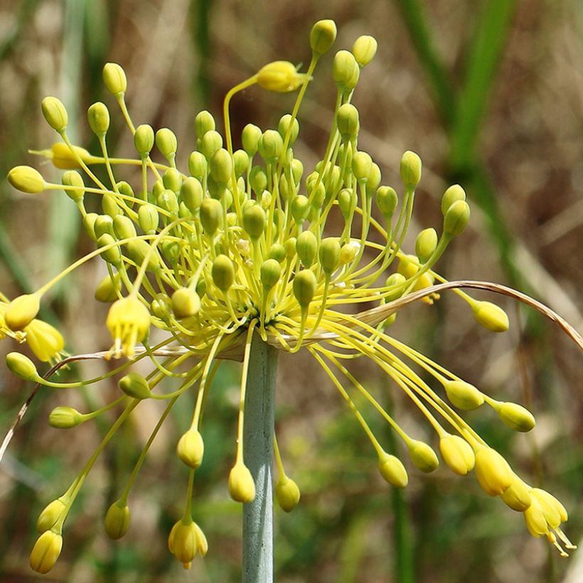 Laukka Yellow Fantas (Kukinta)