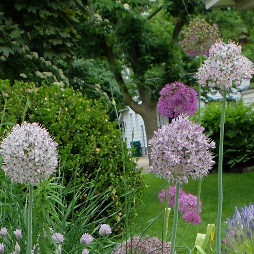 Laukka - Allium decipiens (Kukinta)
