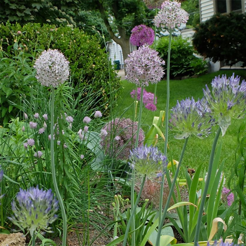 Laukka - Allium decipiens (Kasvutapa)