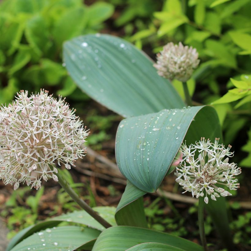 Pallolaukka - Allium karataviense (Kasvutapa)