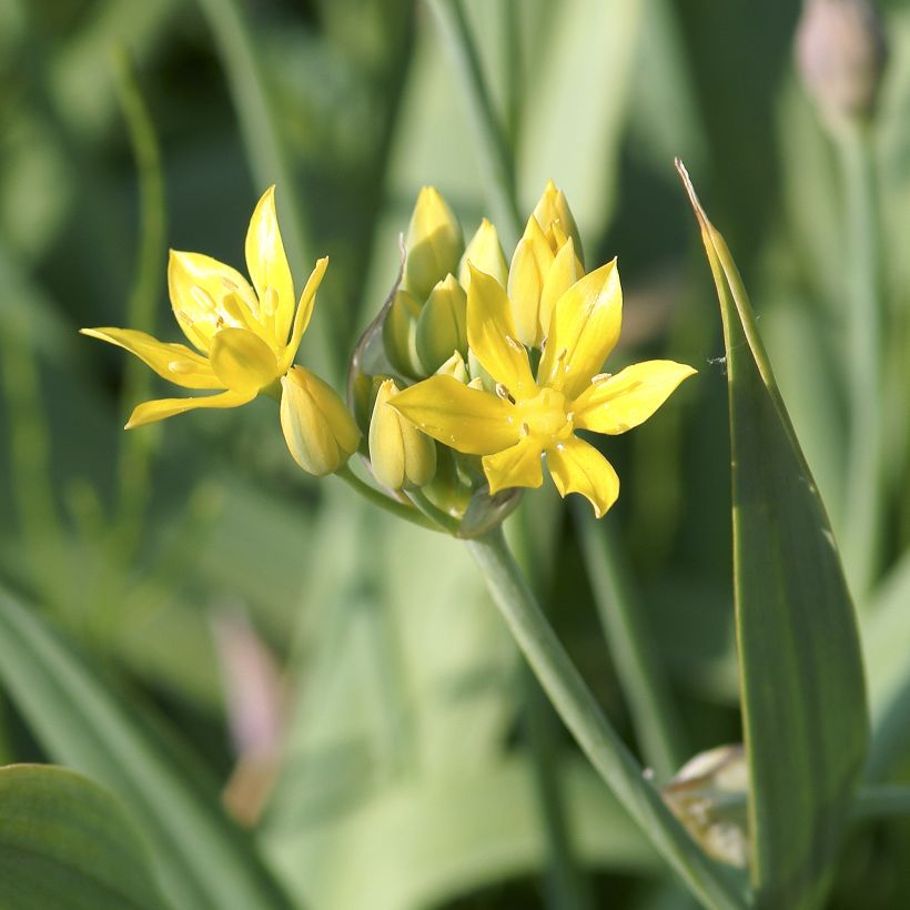 Keltalaukka - Allium moly (Kukinta)