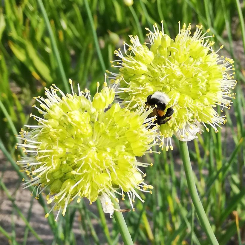 Siperianlaukka - Allium obliquum (Kukinta)