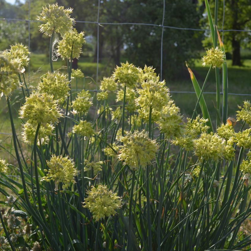 Siperianlaukka - Allium obliquum (Kasvutapa)