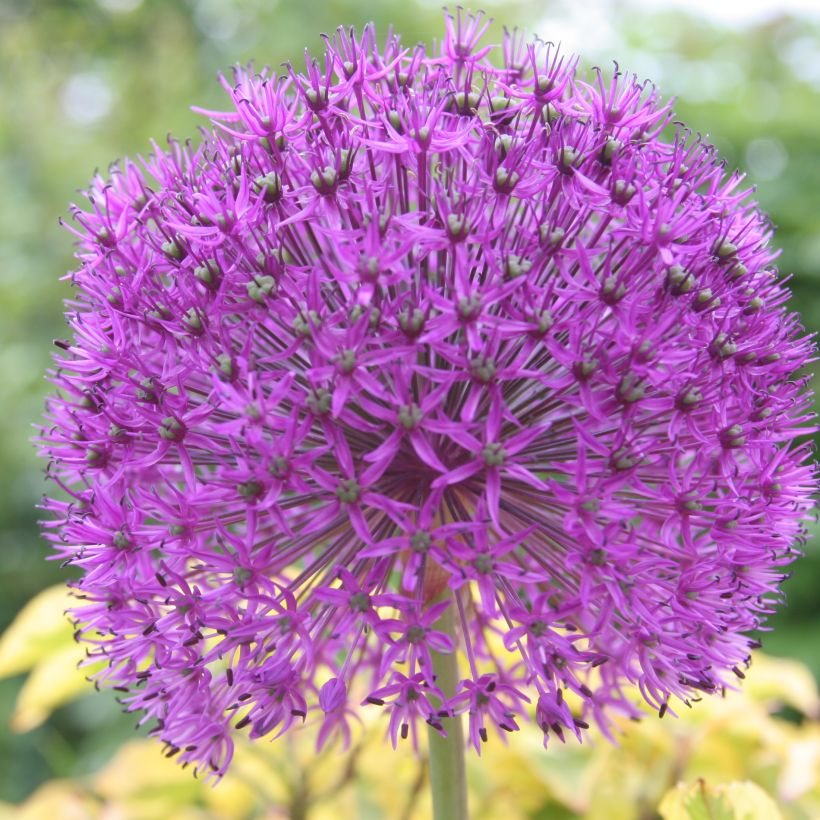 Partalaukka - Allium rosenbachianum (Kukinta)