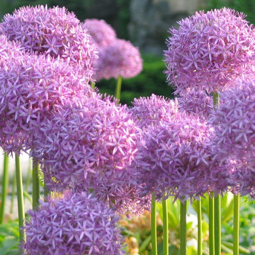 Partalaukka - Allium rosenbachianum (Kasvutapa)