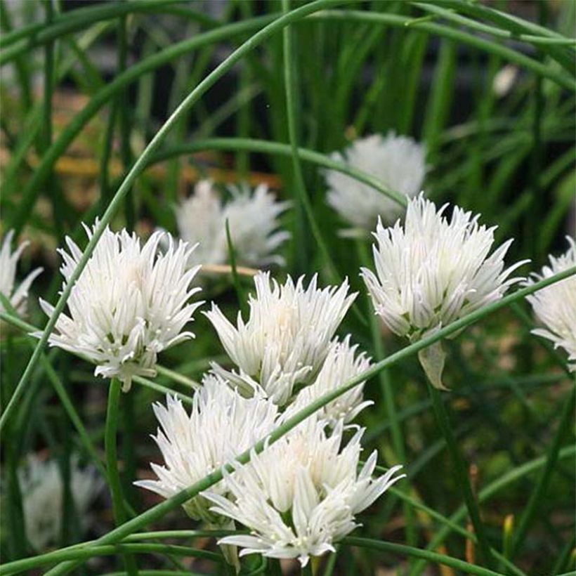 Ruoholaukka Corsican White (Kukinta)