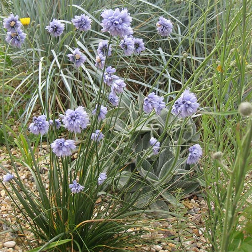 Posliinilaukka - Allium sikkimense (Kasvutapa)