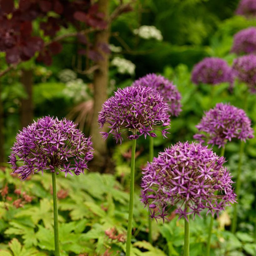 Sorjalaukka Violet Beauty (Kukinta)
