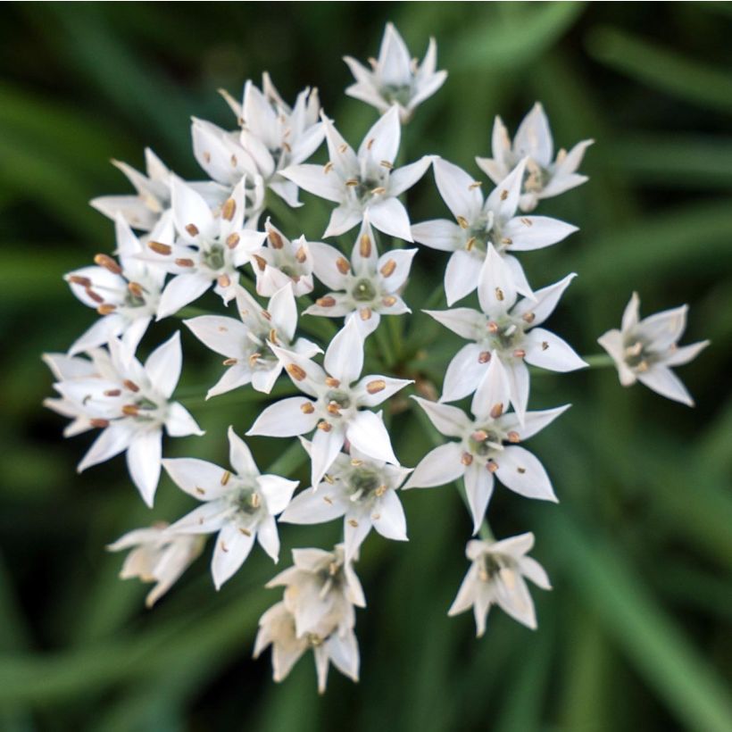 Kiinansipuli taimena - Allium tuberosum (Kukinta)
