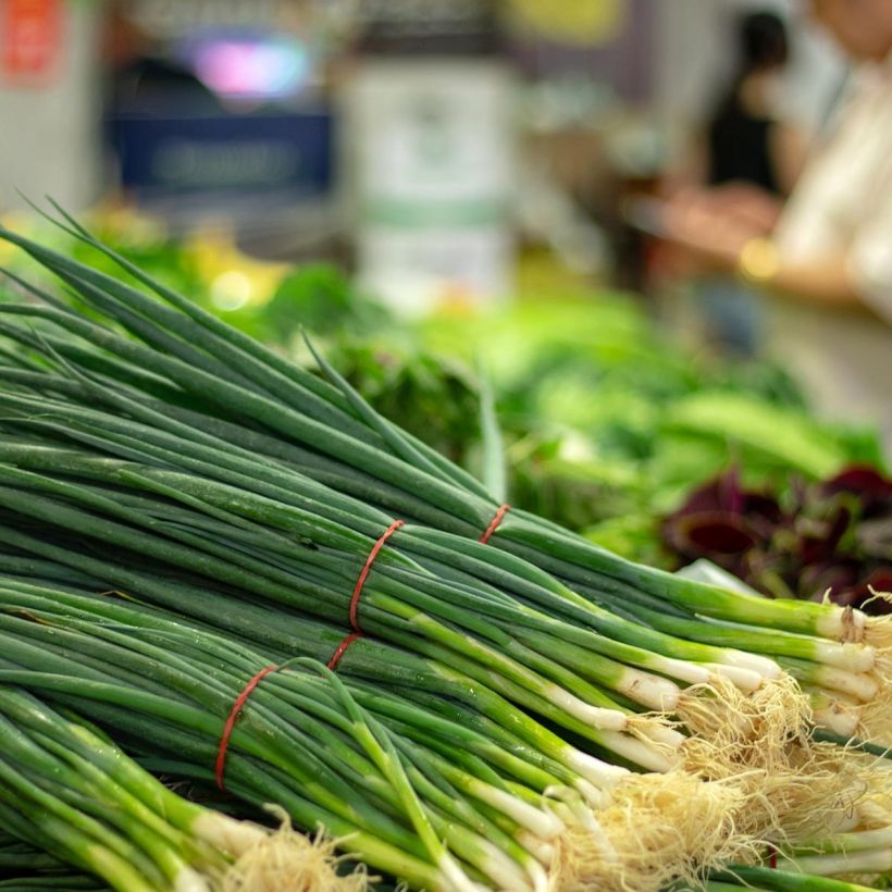 Kiinansipuli taimena - Allium tuberosum (Sadonkorjuu)