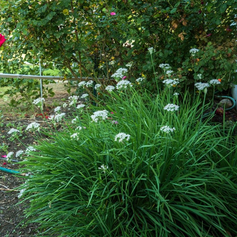 Kiinansipuli taimena - Allium tuberosum (Kasvutapa)