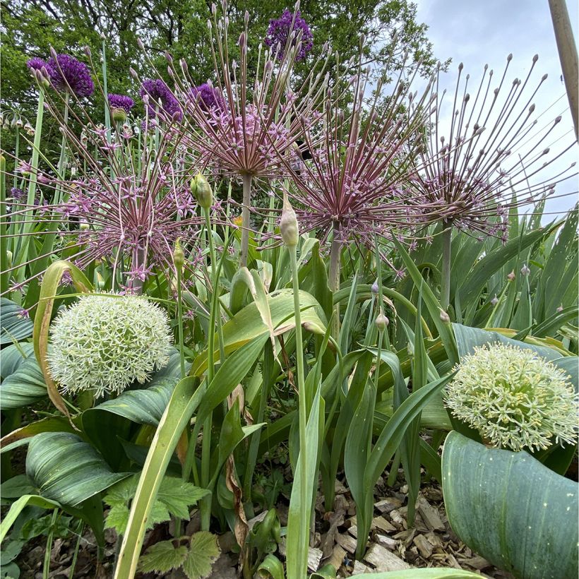 Palestiinanlaukka - Allium schubertii (Kasvutapa)