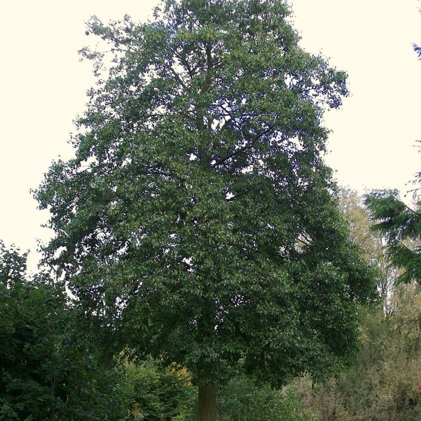 Lepä - Alnus cordata (Kasvutapa)