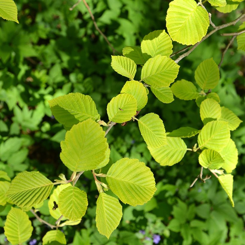 Tervaleppä Aurea (Lehvistö)