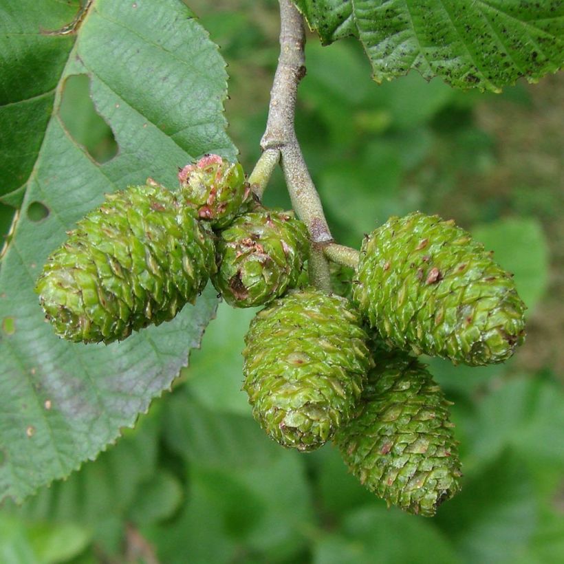 Harmaaleppä - Alnus incana (Sadonkorjuu)