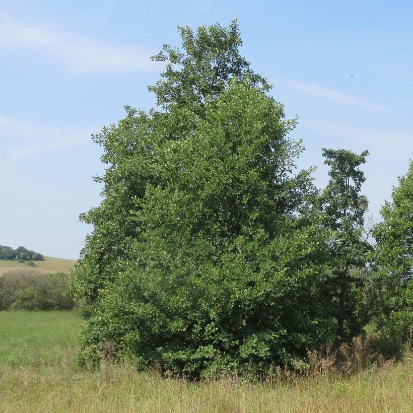 Harmaaleppä - Alnus incana (Kasvutapa)