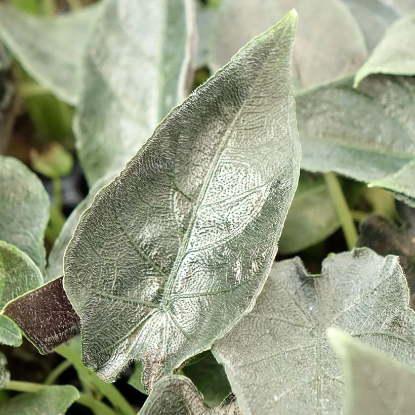 Alokasia Antoro Velvet (Lehvistö)