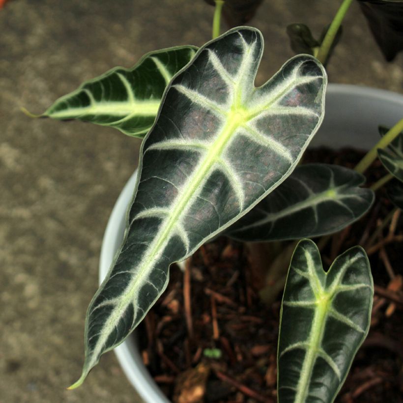 Alokasia Bambino (Lehvistö)