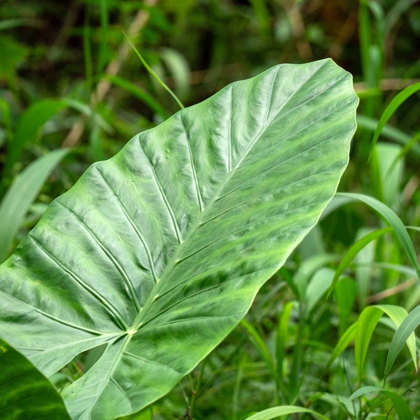 Alokasia Calidora (Lehvistö)