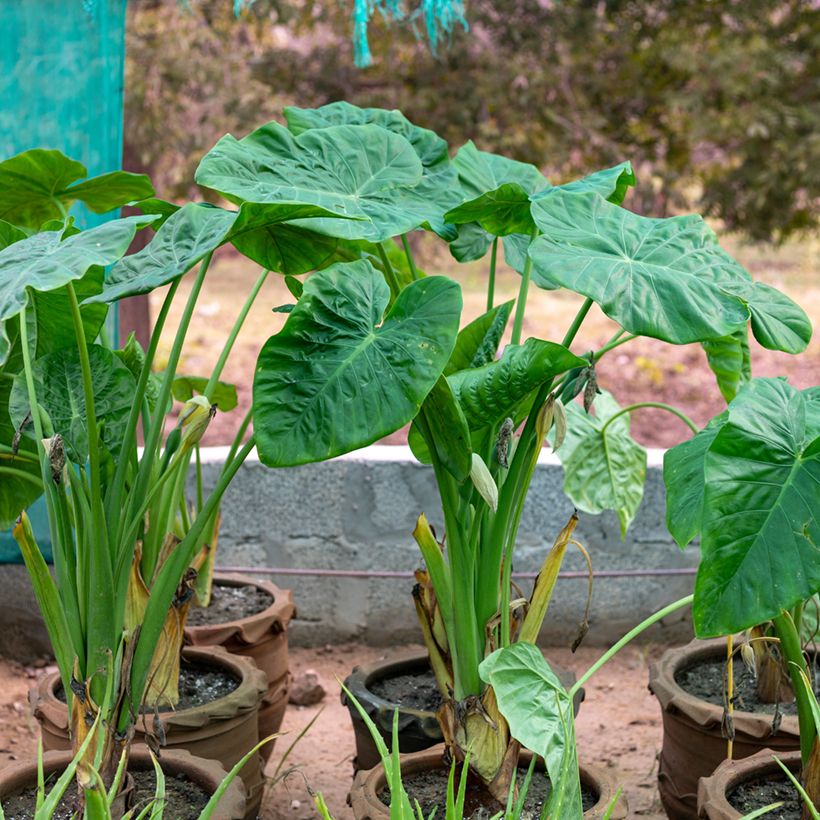 Alokasia Calidora (Kasvutapa)