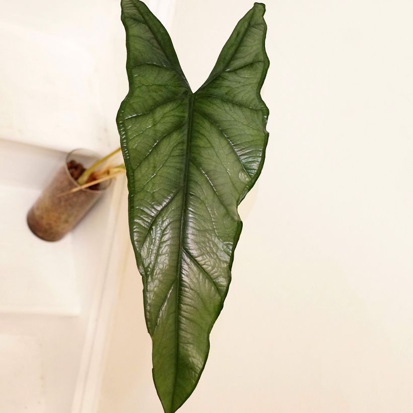 Alokasia - Alocasia heterophylla (Lehvistö)