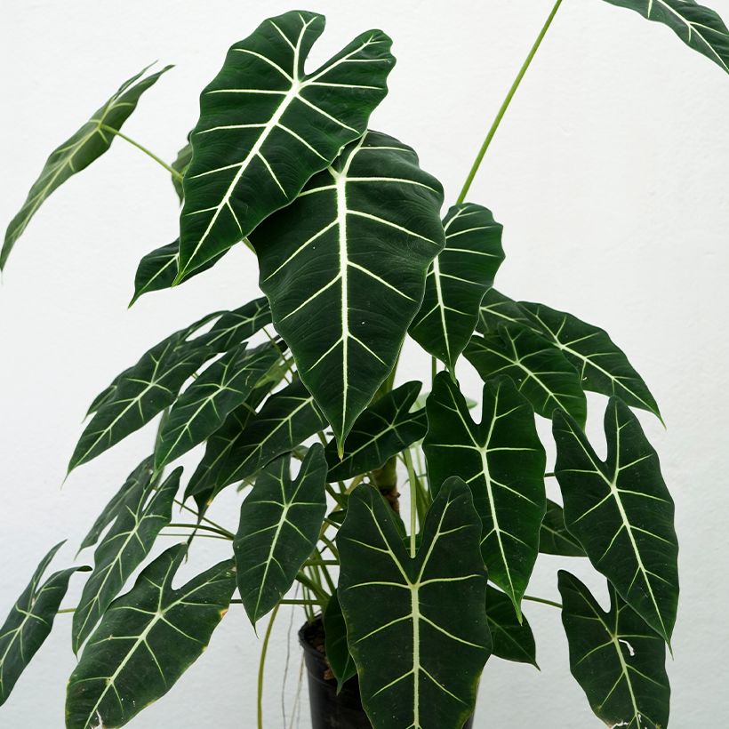 Alokasia Frydek (Kasvutapa)