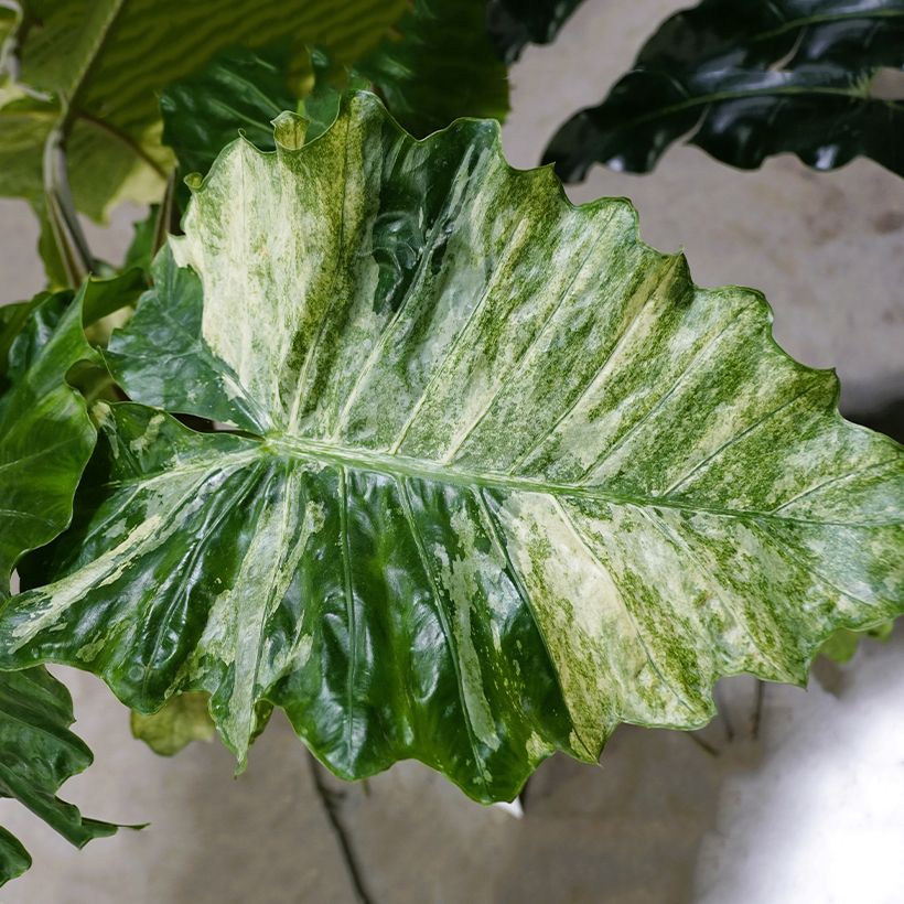 Alokasia Hualong (Lehvistö)