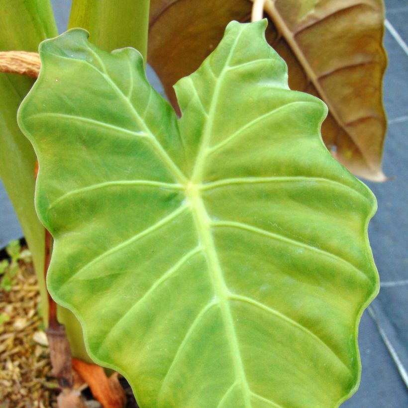 Alokasia Mayan mask (Foliage)