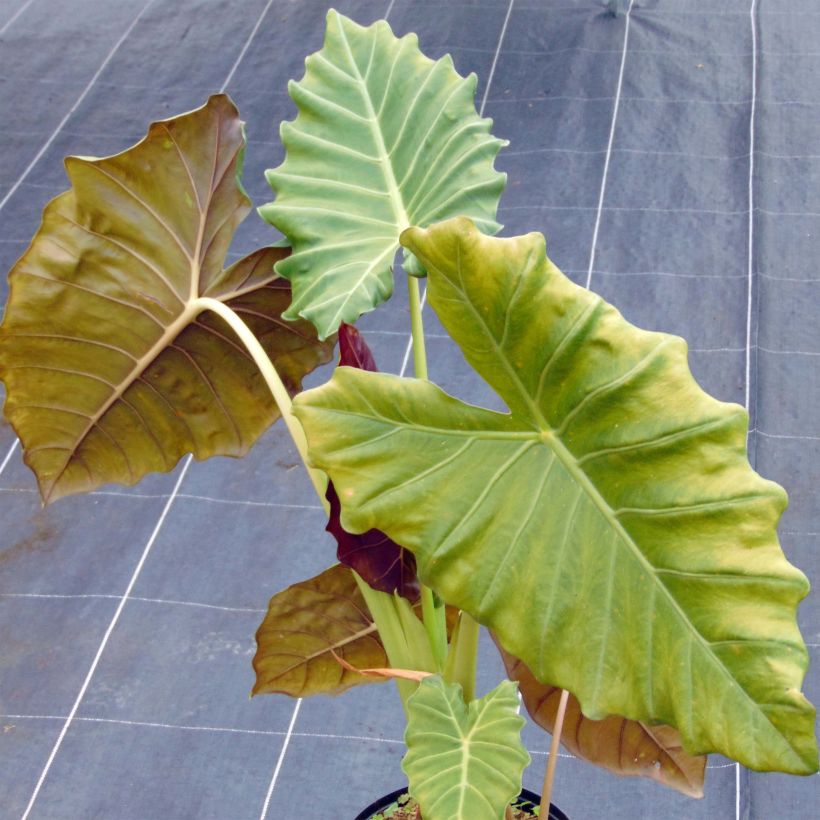 Alokasia Mayan mask (Plant habit)