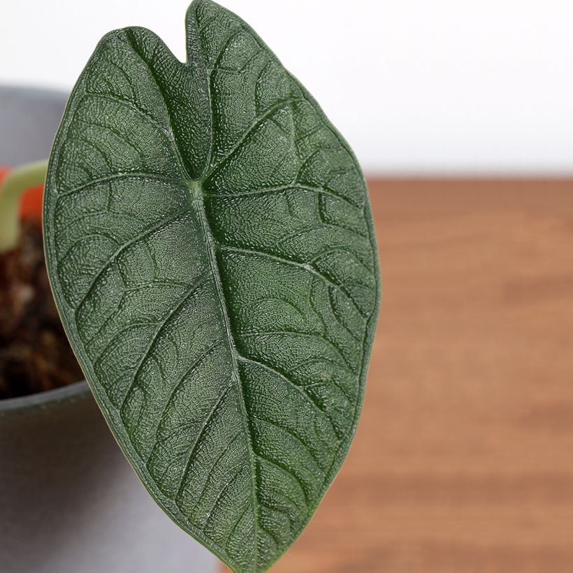 Alokasia - Alocasia melo (Lehvistö)