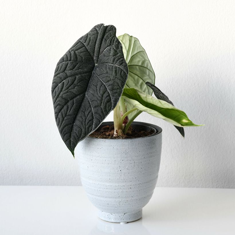 Alokasia - Alocasia melo (Kasvutapa)