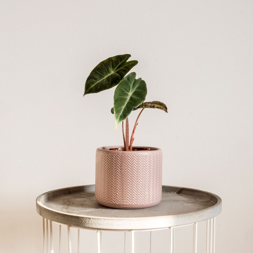 Alokasia Pink Dragon (Kasvutapa)