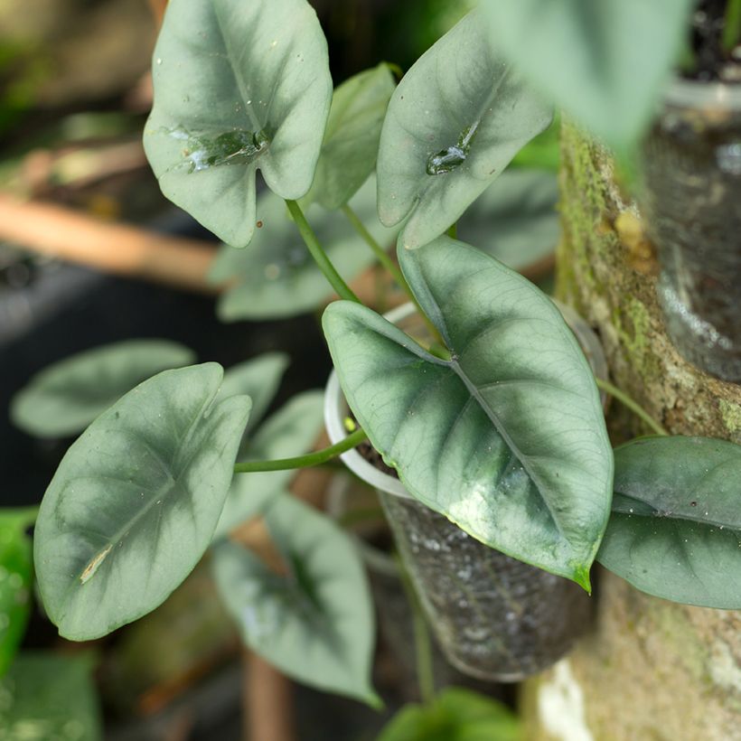 Alokasia - Alocasia reversa (Lehvistö)