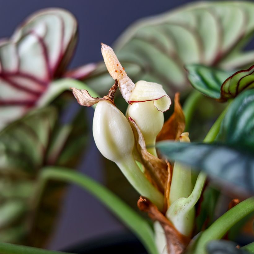 Alokasia Silver Dragon (Kukinta)