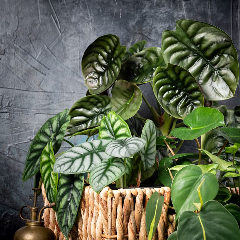 Alokasia Silver Dragon (Kasvutapa)