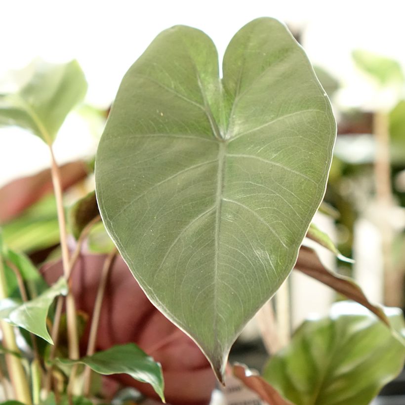 Alokasia Yucatan Princess (Lehvistö)