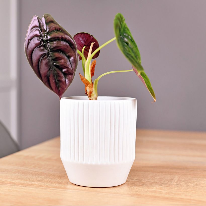Alokasia - Alocasia azlanii (Kasvutapa)