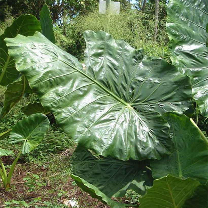 Jättialokasia - Alocasia macrorrhizos (Foliage)
