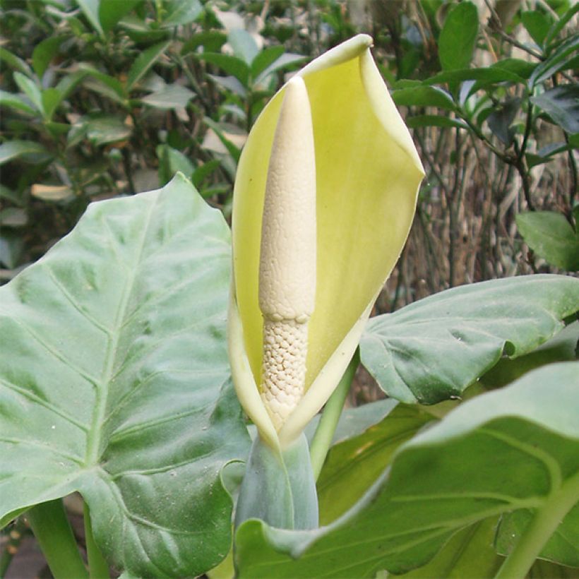 Jättialokasia - Alocasia macrorrhizos (Flowering)