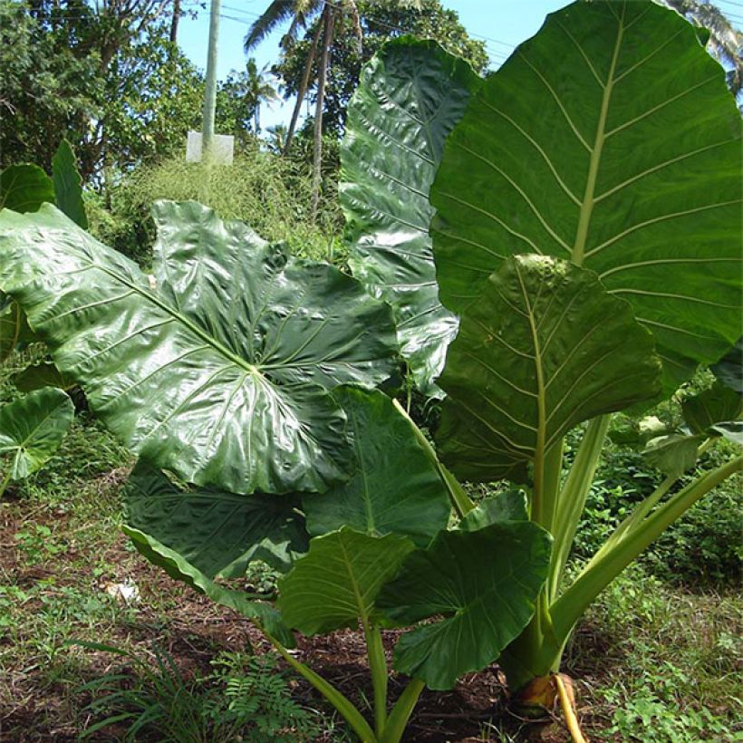 Jättialokasia - Alocasia macrorrhizos (Plant habit)