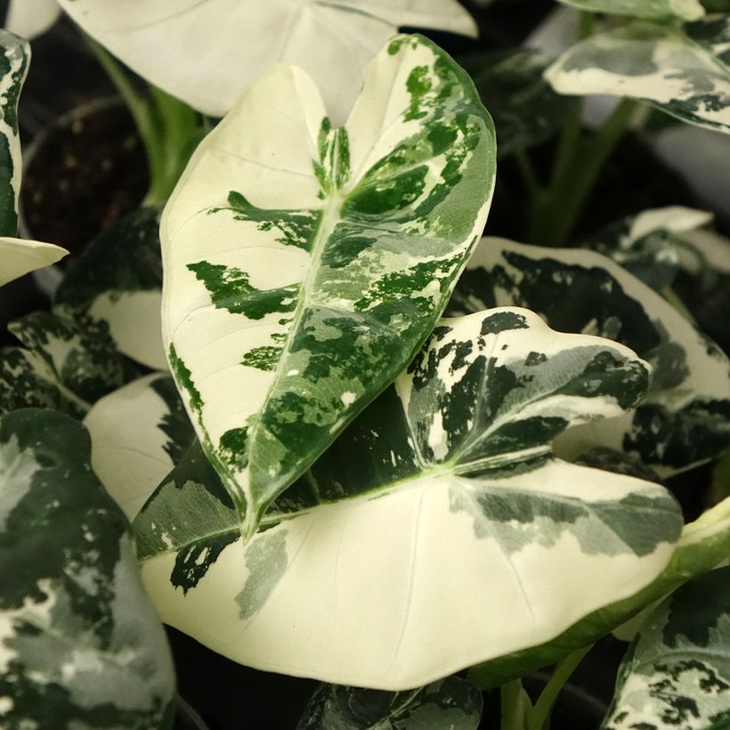 Alokasia Frydek Variegata (Lehvistö)