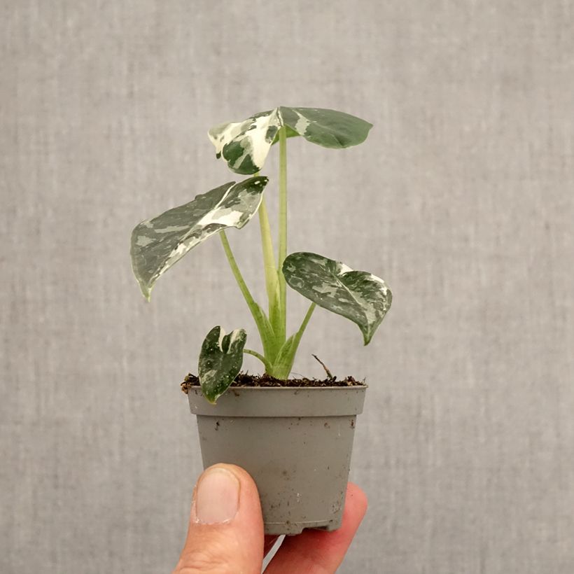 Esimerkki keväällä toimitetusta Alokasia Frydek Variegata Minikasvi-taimesta