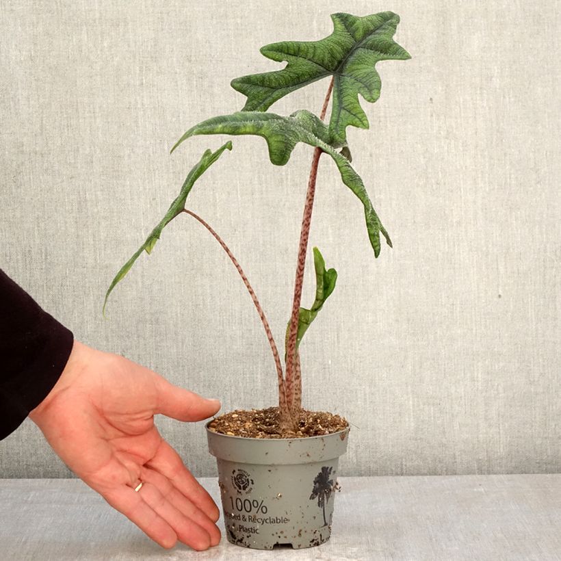 Esimerkki keväällä toimitetusta Alokasia Jacklyn Ruukku 12 cm / 13 cm-taimesta